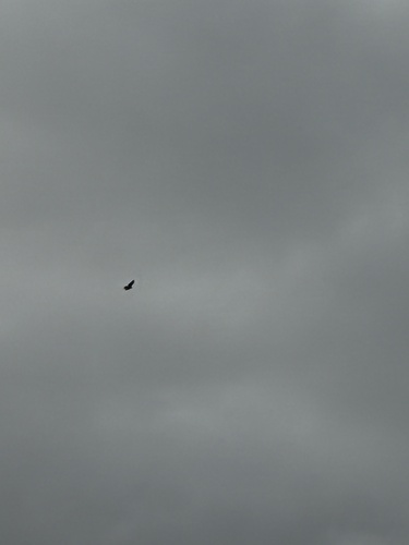 Common Buzzard