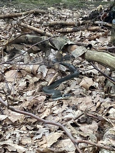 grass snake