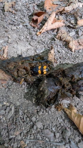 Nicrophorus interruptus