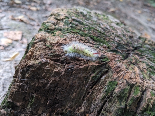 Pale Tussock Moth