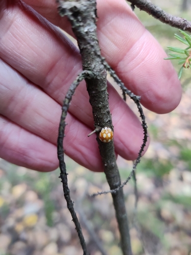 Little Arboreal Lady Beetle
