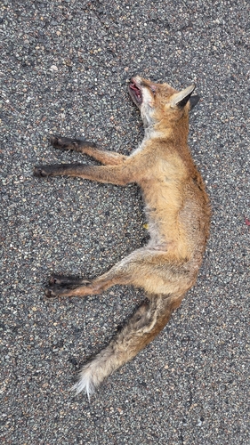 European Red Fox
