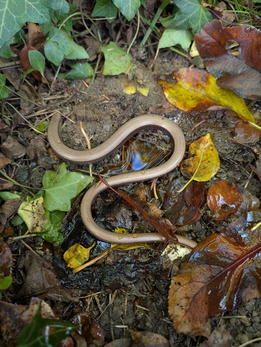 Common Slowworm