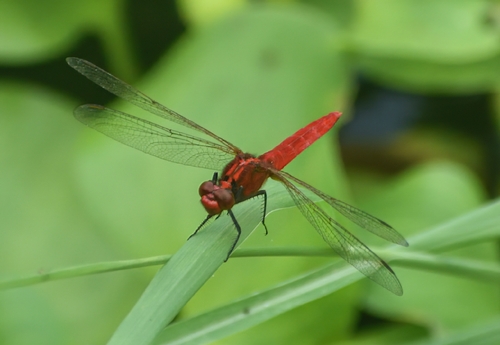 Rufous Marsh Glider