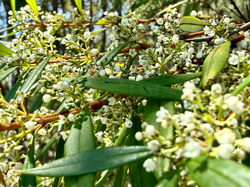 narrow-leaf logania