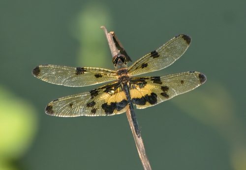 Common Picture Wing
