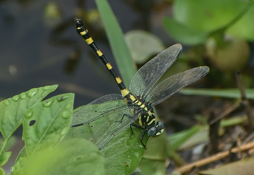 Indian Common Clubtail