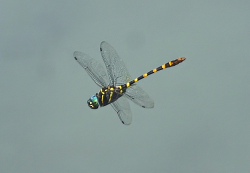 common torrent hawk
