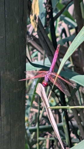 Violet Dropwing