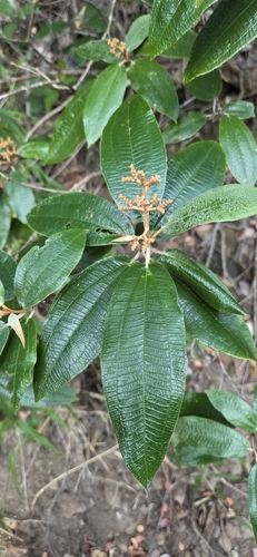 Miconia albicans