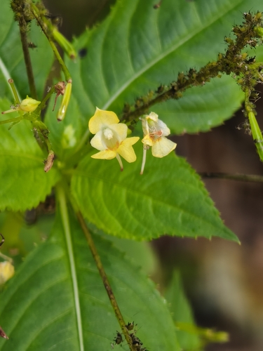 small balsam