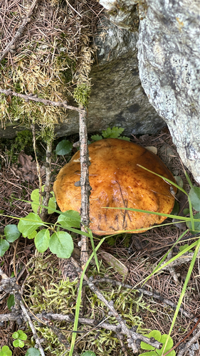 Larch Bolete