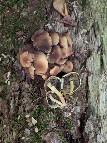 Sulphur Tuft