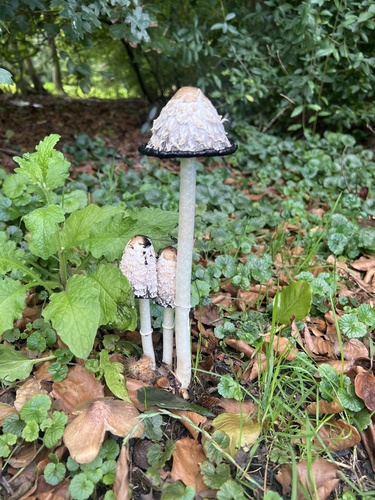 Shaggy Mane