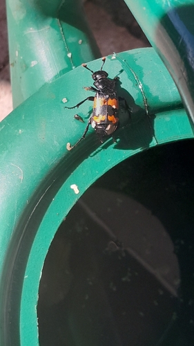 Banded Sexton Beetle