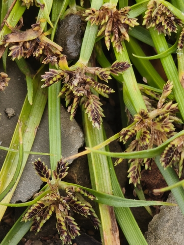 Brown Flatsedge