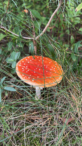 Fly Agaric