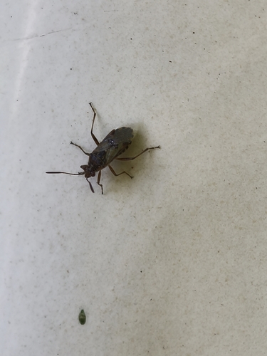 Hyaline Grass Bug