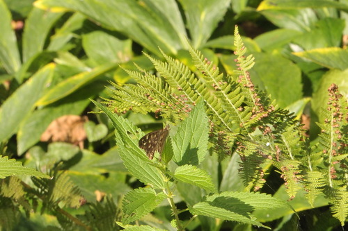 Speckled Wood