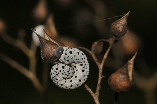 Figwort sawfly