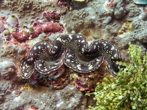 Small Giant Clam