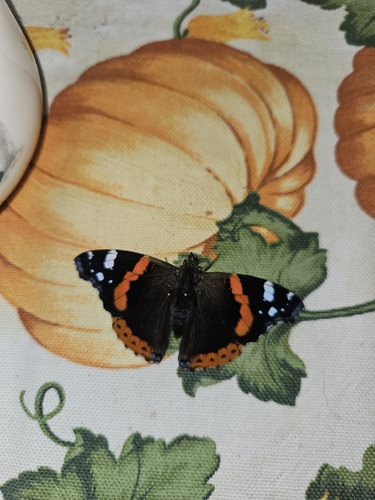 Red Admiral