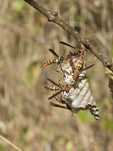 Variegated Paper Wasp