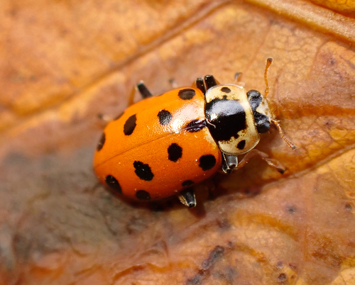 Thirteen-spotted Lady Beetle