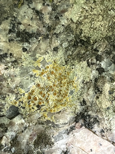 Sulphur Firedot