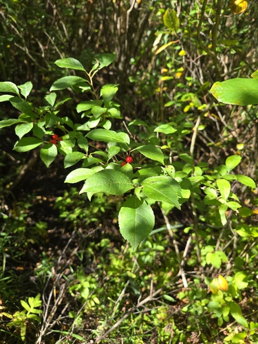 winterberry holly