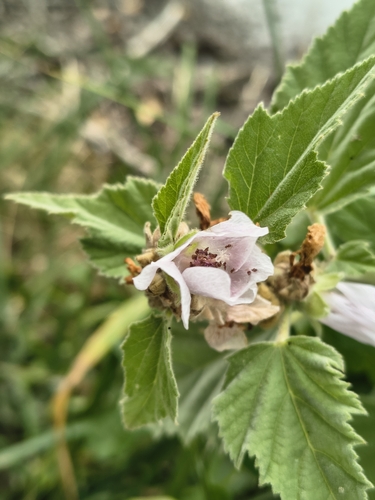 marsh mallow