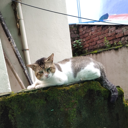Domestic Cat
