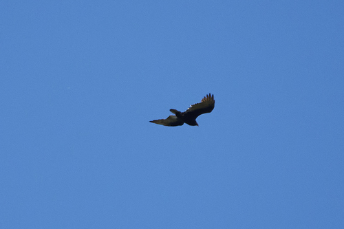 Turkey Vulture