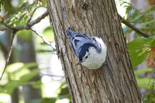 White-breasted Nuthatch