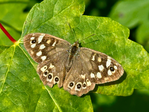 Speckled Wood