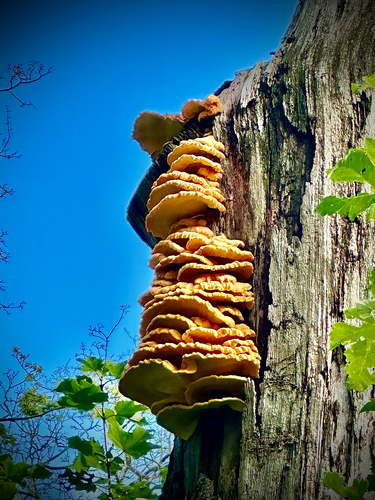 chicken of the woods