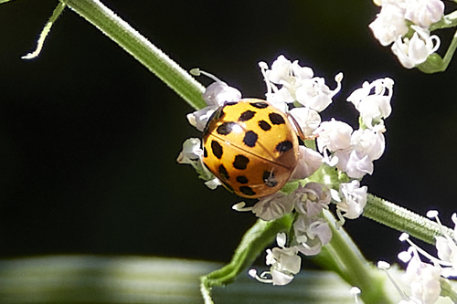 Asian Lady Beetle