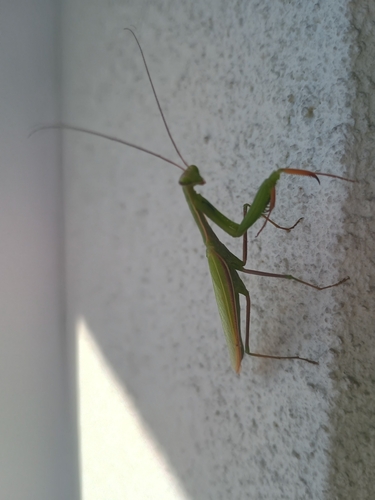 European Mantis