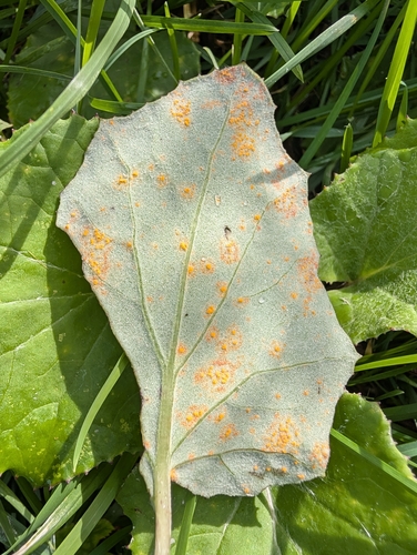 Coleosporium tussilaginis