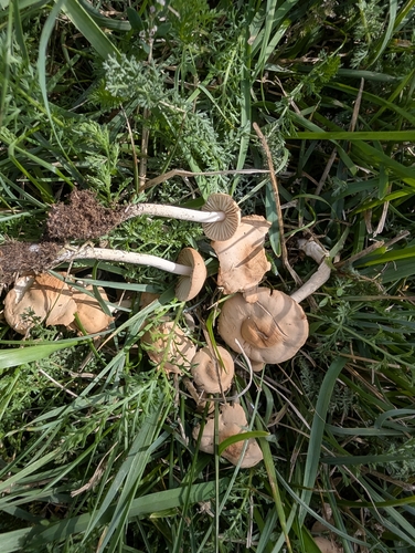 fairy ring marasmius