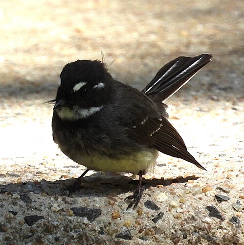 Grey Fantail