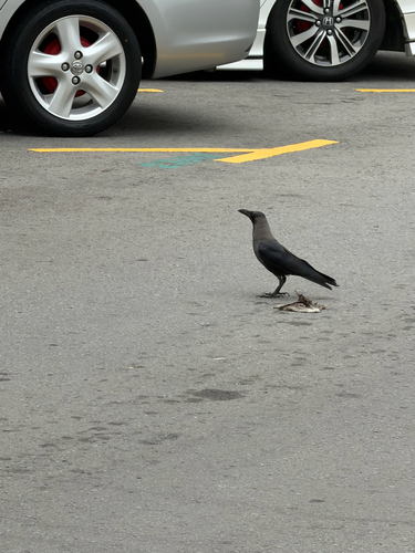 House Crow