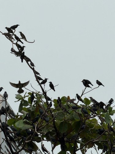 Asian Glossy Starling