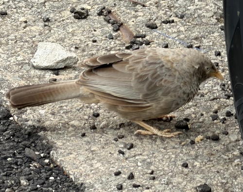 Yellow-billed Babbler