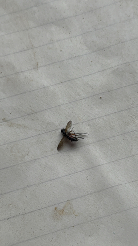 Mintho rufiventris