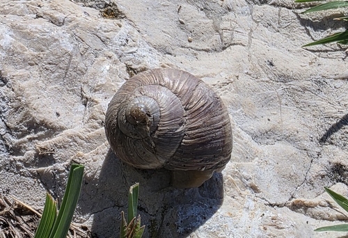 Girdled Snail