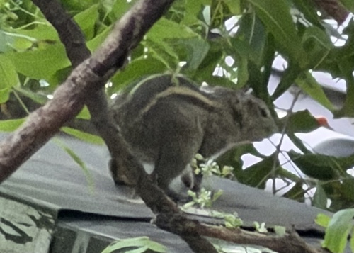 Three-striped Palm Squirrel