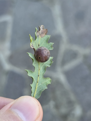 Cynips quercus