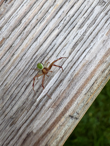 Triangle Crab Spider
