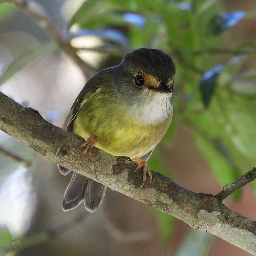 Pale-yellow Robin